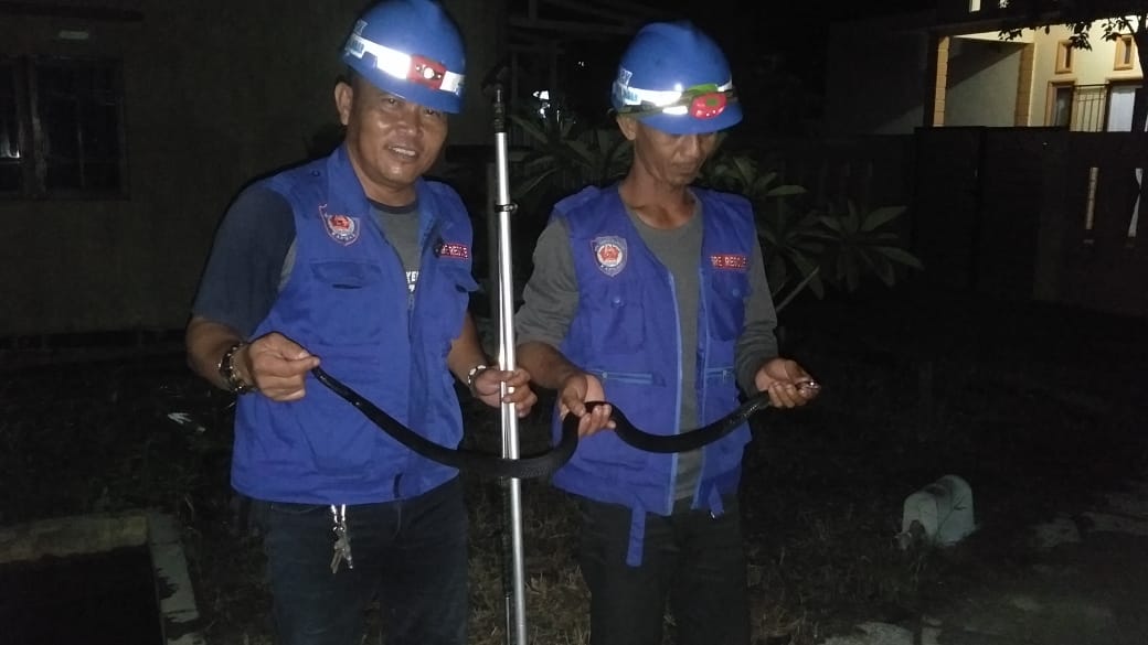 Balakar 545 Kapuas Evakuasi Ular Cobra di Rumah Warga