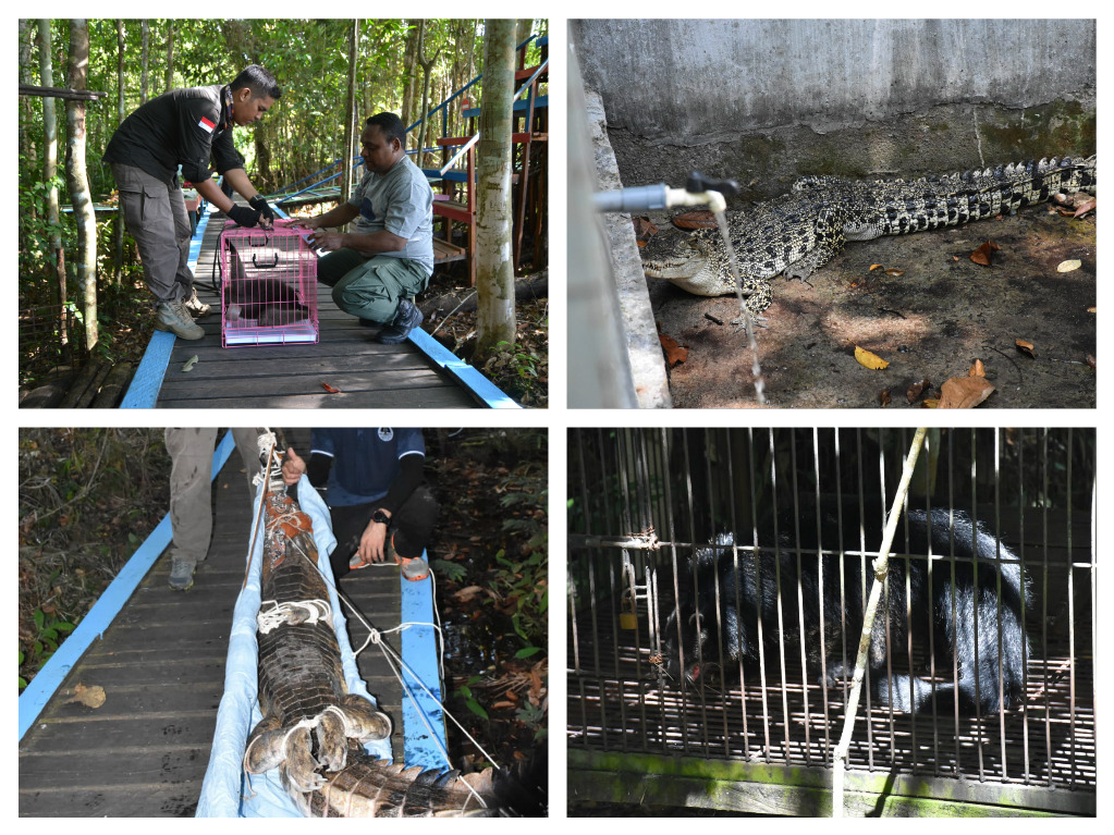 BKSDA Kalteng Evakuasi Satwa Dilindungi Dari Wisata Rawen