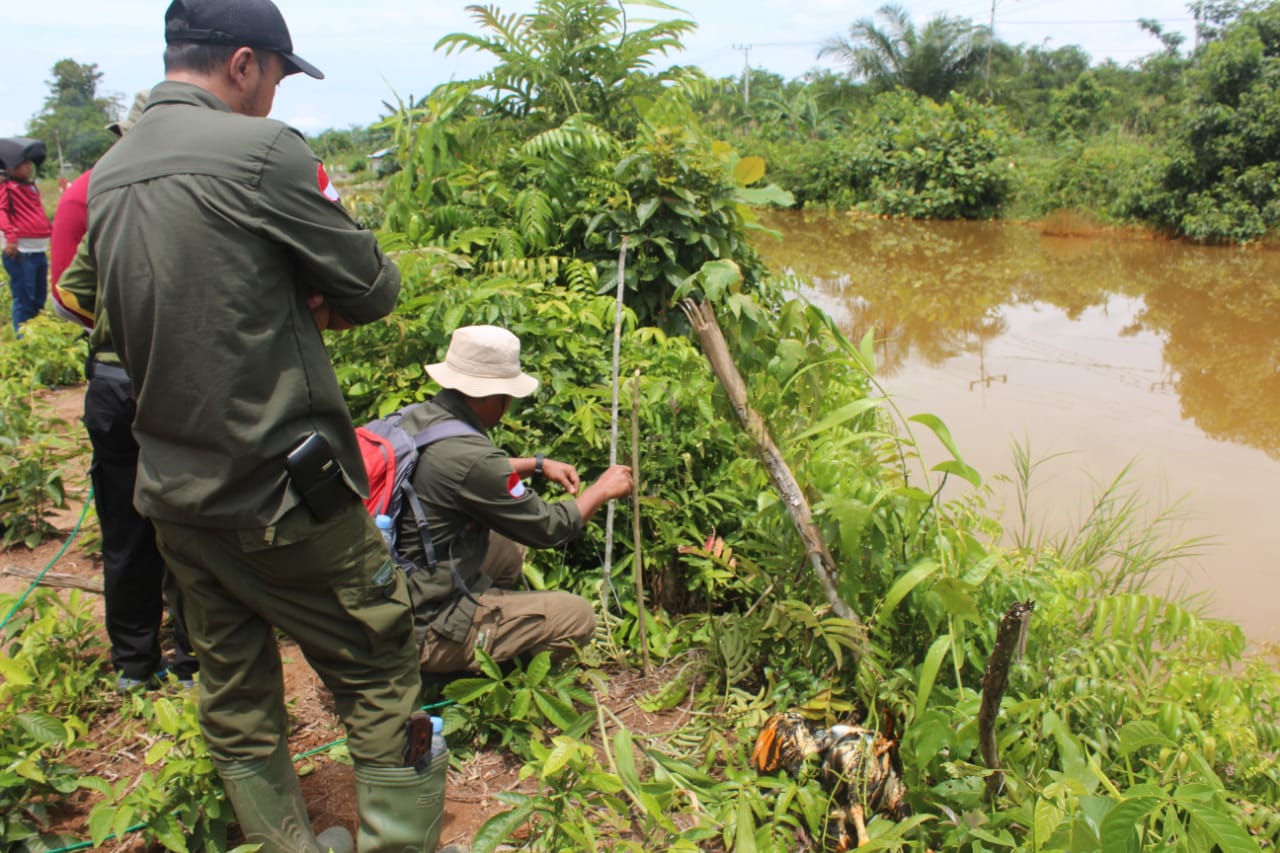 BKSDA Kalteng Pasang Jerat Buaya di Sungai Malang