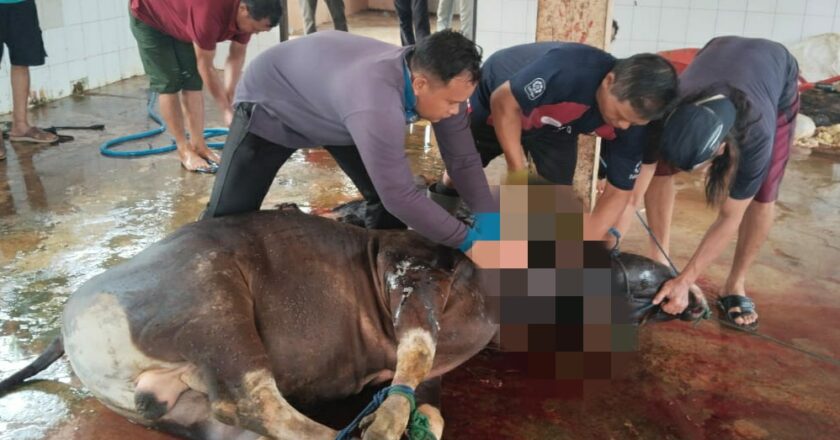 DPRD Kapuas Laksanakan Penyembelihan Hewan Kurban