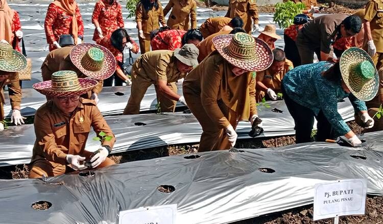 Pj Bupati Pulang Pisau Bersama TP-PKK Laksanakan Gertam Cabai Serentak