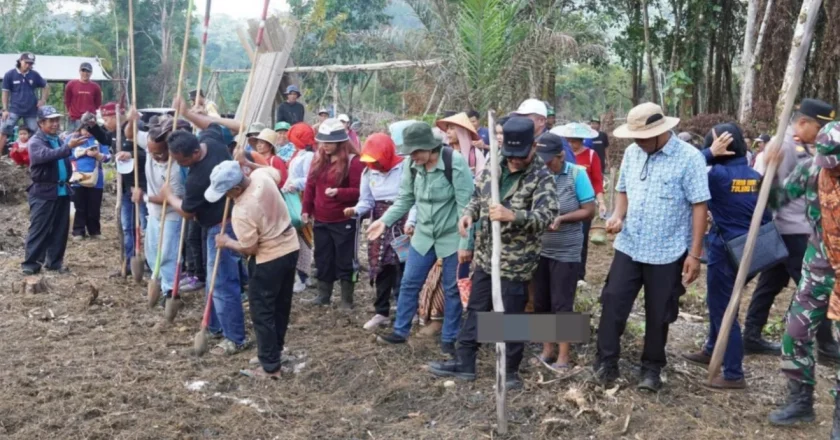 Bupati Mura Tanam Padi Gogo Bersama Warga