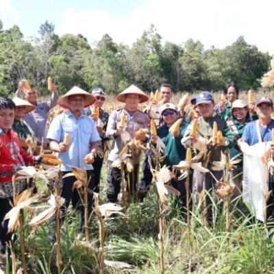 Panen Jagung di Tengah Harapan Swasembada : Kapolres Barito Selatan Satukan Semangat Petani dan Ketahanan Pangan