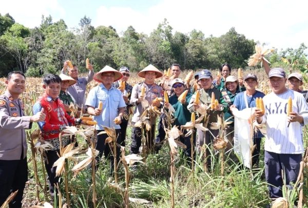 Panen Jagung di Tengah Harapan Swasembada : Kapolres Barito Selatan Satukan Semangat Petani dan Ketahanan Pangan