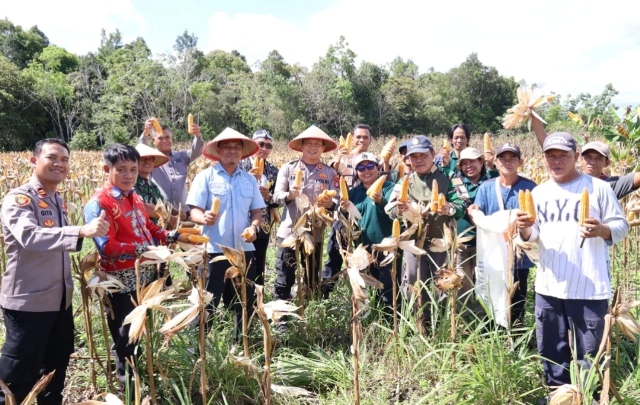 Panen Jagung di Tengah Harapan Swasembada : Kapolres Barito Selatan Satukan Semangat Petani dan Ketahanan Pangan